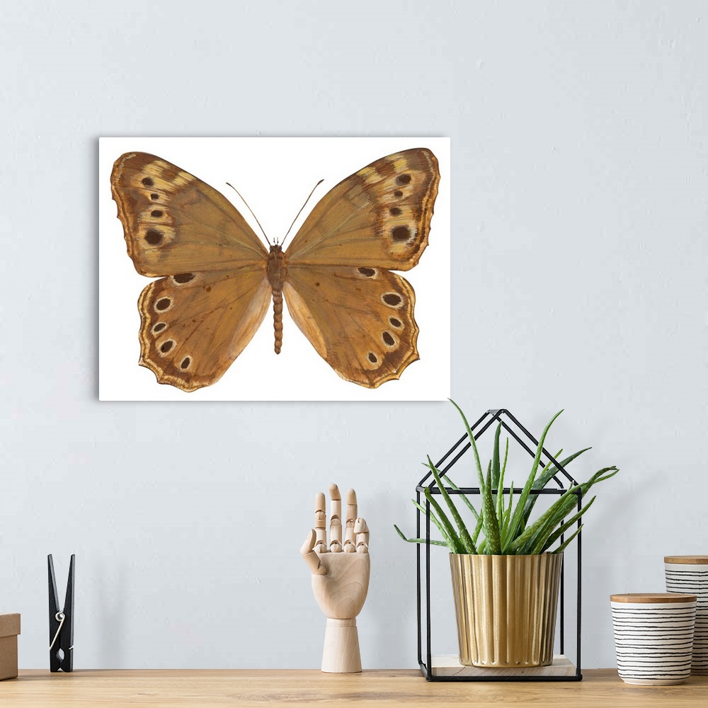 A bohemian room featuring Pearly-Eye Butterfly (Lethe Portlandia)