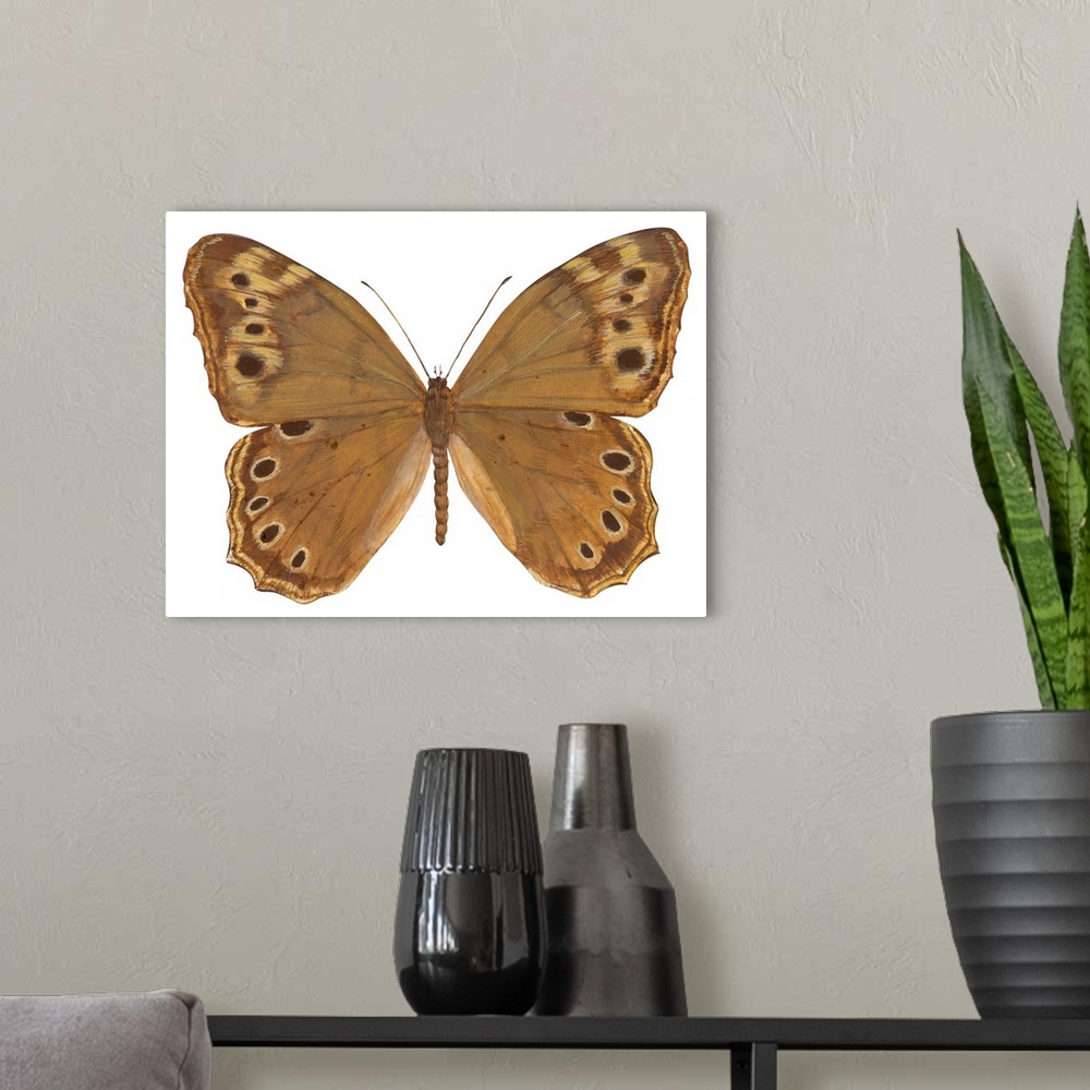 A modern room featuring Pearly-Eye Butterfly (Lethe Portlandia)