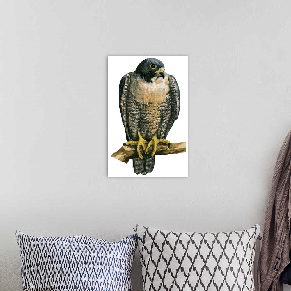 A bohemian room featuring Educational illustration of the peregrine falcon.