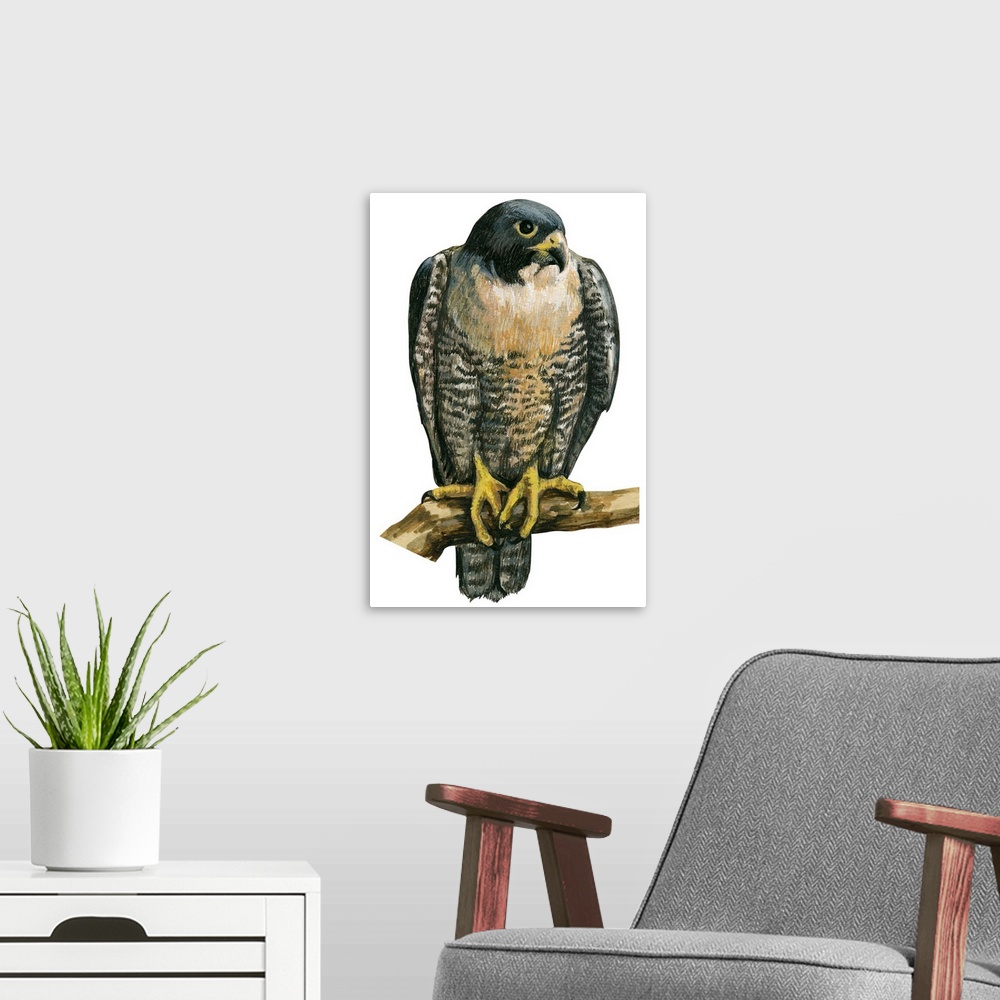 A modern room featuring Educational illustration of the peregrine falcon.
