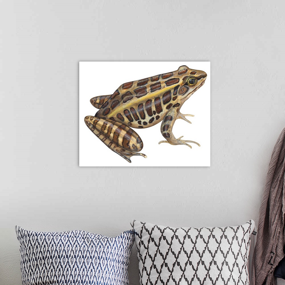 A bohemian room featuring Educational illustration of the pickerel frog.
