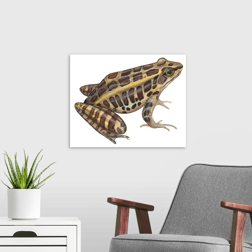 A modern room featuring Educational illustration of the pickerel frog.