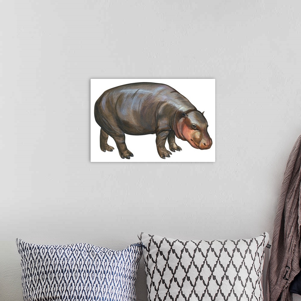 A bohemian room featuring Pigmy Hippopotamus (Hippopotamus Liberiensis)