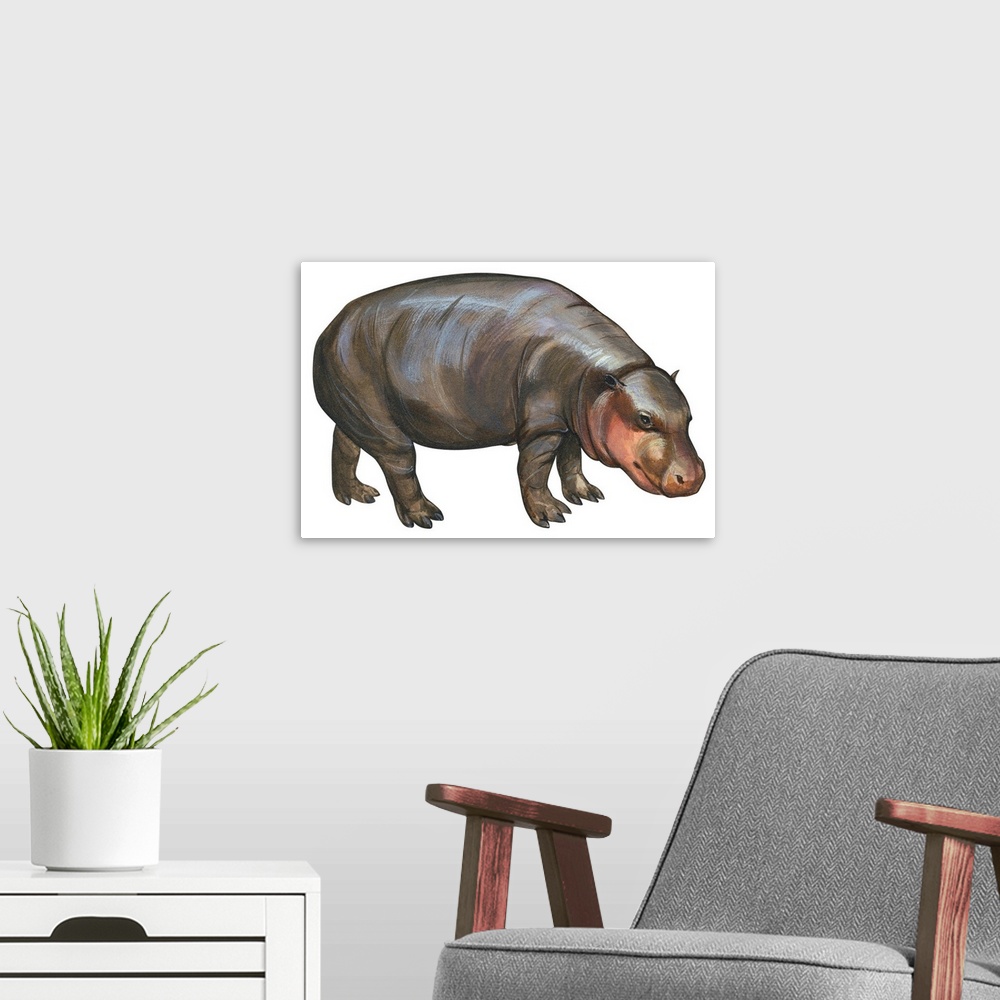 A modern room featuring Pigmy Hippopotamus (Hippopotamus Liberiensis)