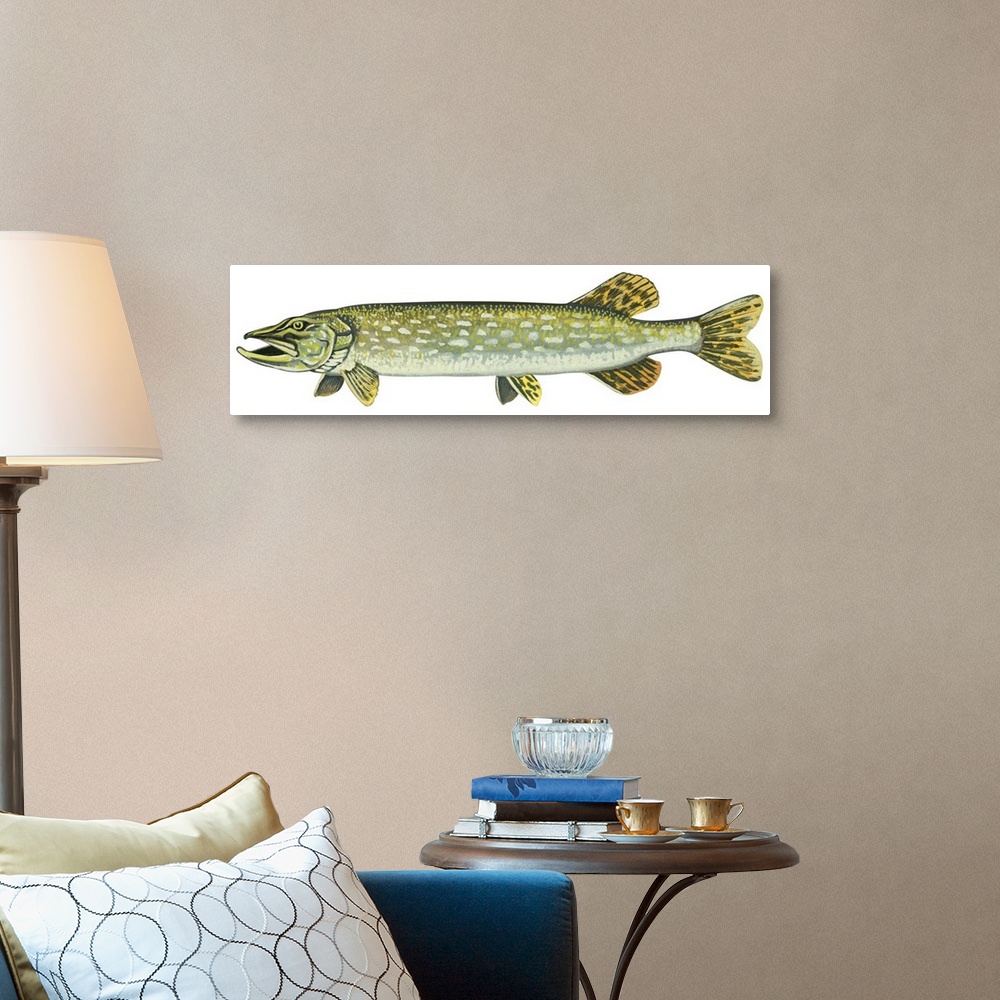 A traditional room featuring Pike (Esox Lucius)