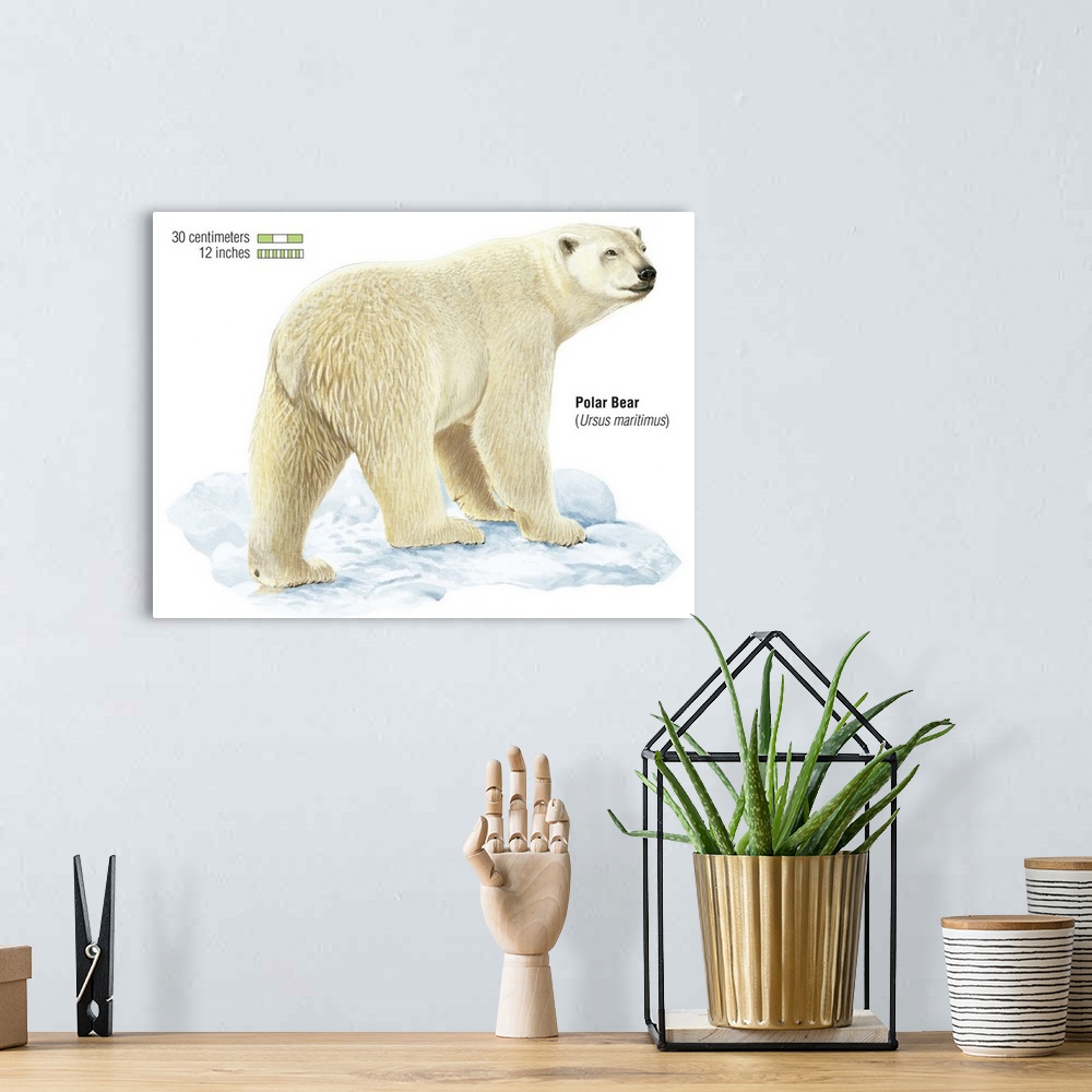 A bohemian room featuring Polar Bear (Ursus Maritimus)