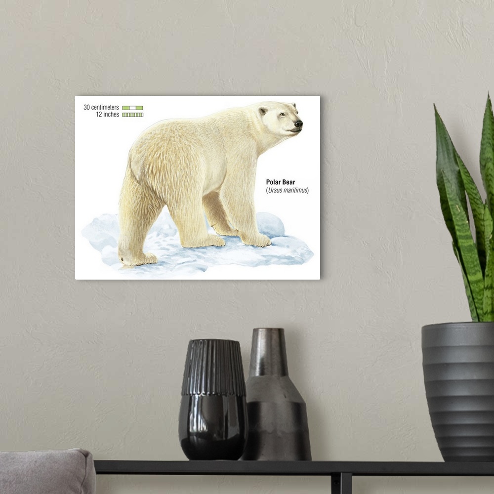 A modern room featuring Polar Bear (Ursus Maritimus)