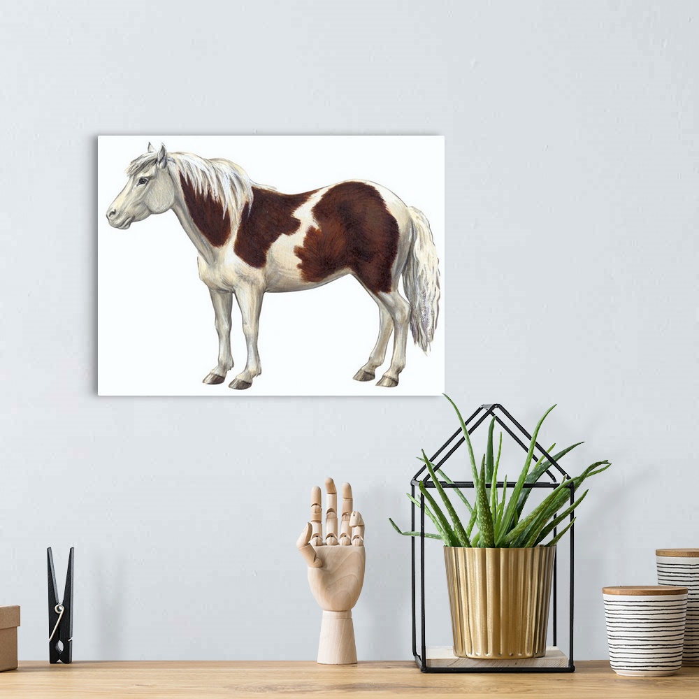 A bohemian room featuring Pony (Equus Caballus)