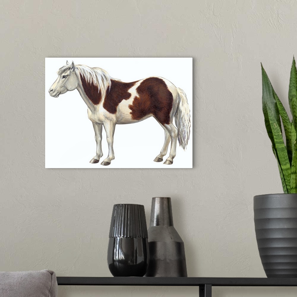 A modern room featuring Pony (Equus Caballus)