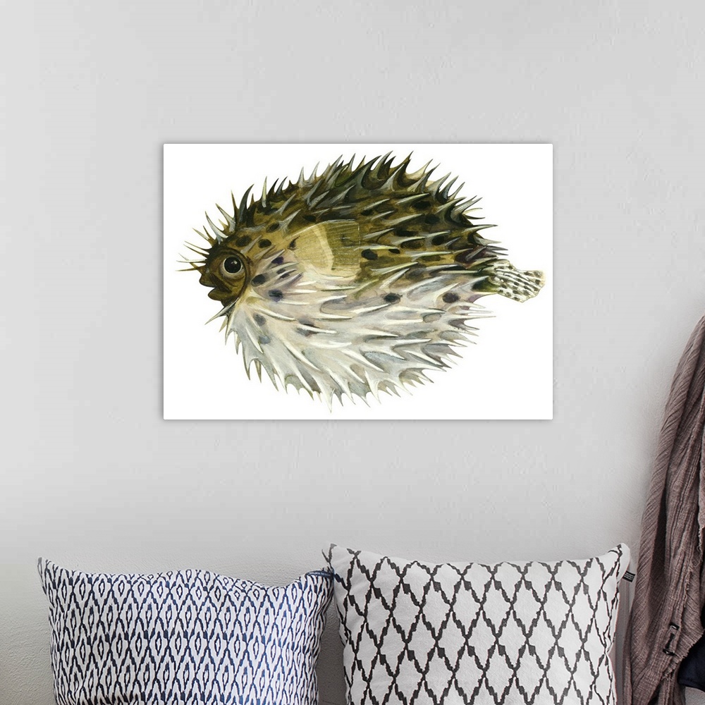 A bohemian room featuring Porcupinefish (Diodon Holocanthus)