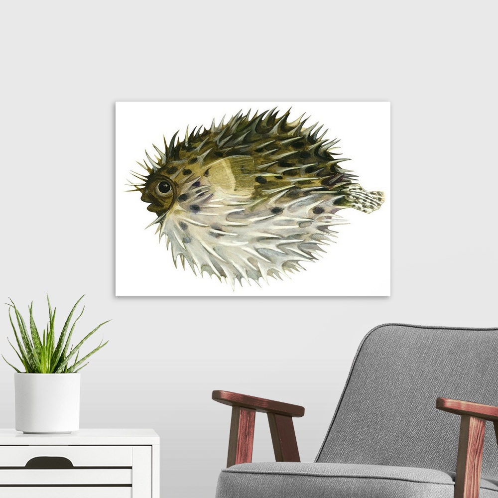 A modern room featuring Porcupinefish (Diodon Holocanthus)