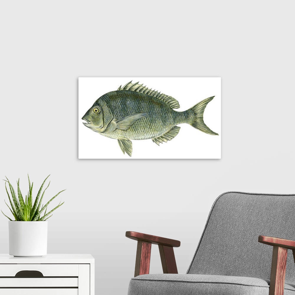 A modern room featuring Porgy (Stenotomus Chrysops)