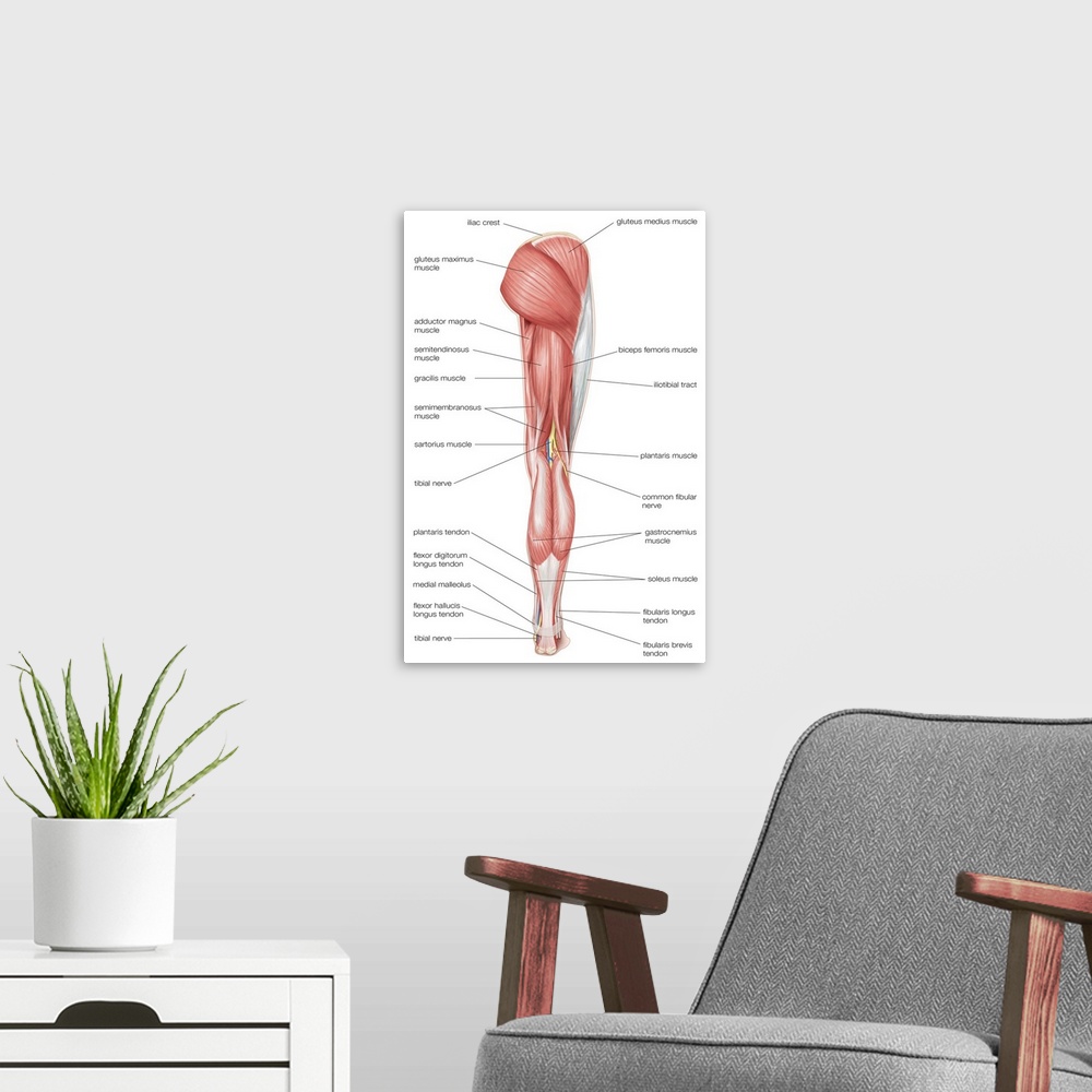 A modern room featuring Posterior view of the muscles of the hip, thigh, and lower leg