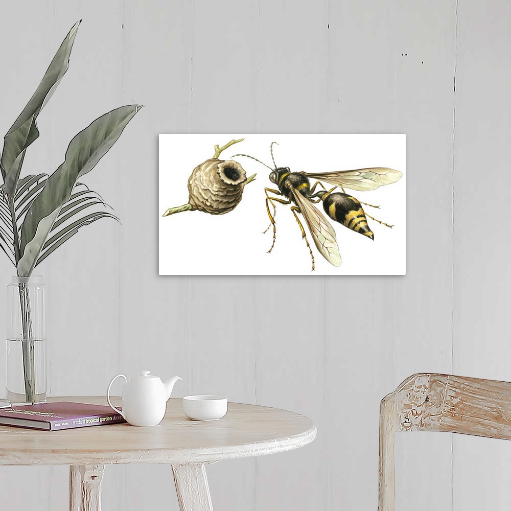 A farmhouse room featuring Potter Wasp (Vespidae)