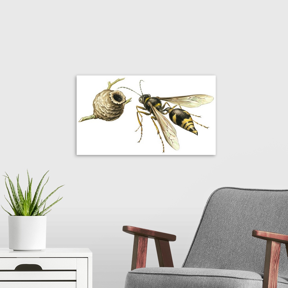 A modern room featuring Potter Wasp (Vespidae)
