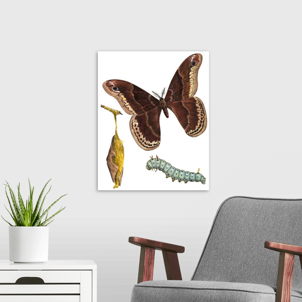 A modern room featuring Promethea Moth, Caterpillar, And Pupae (Callosamia Promethea)
