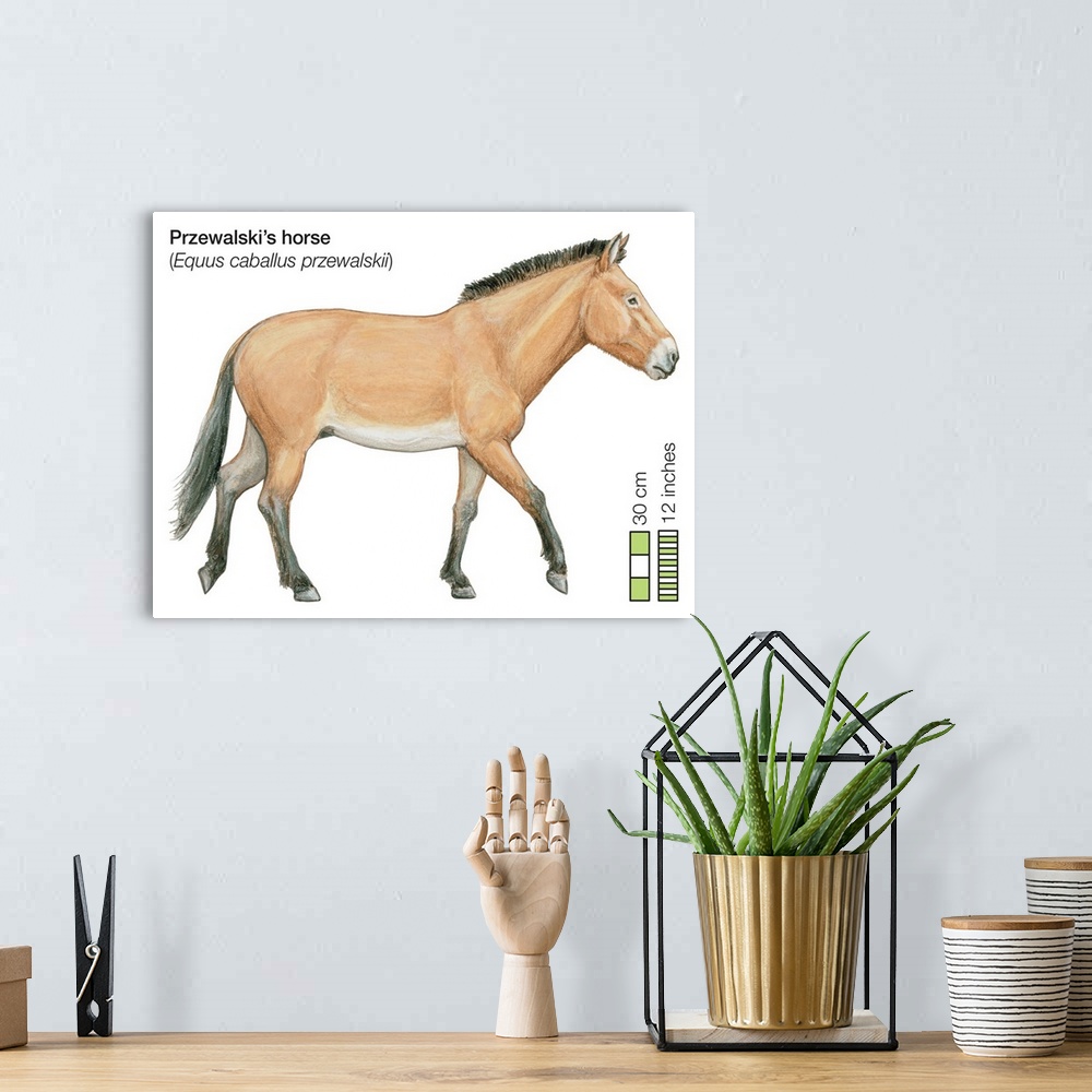 A bohemian room featuring Przewalski's Horse (Equus Caballus Przewalskii)