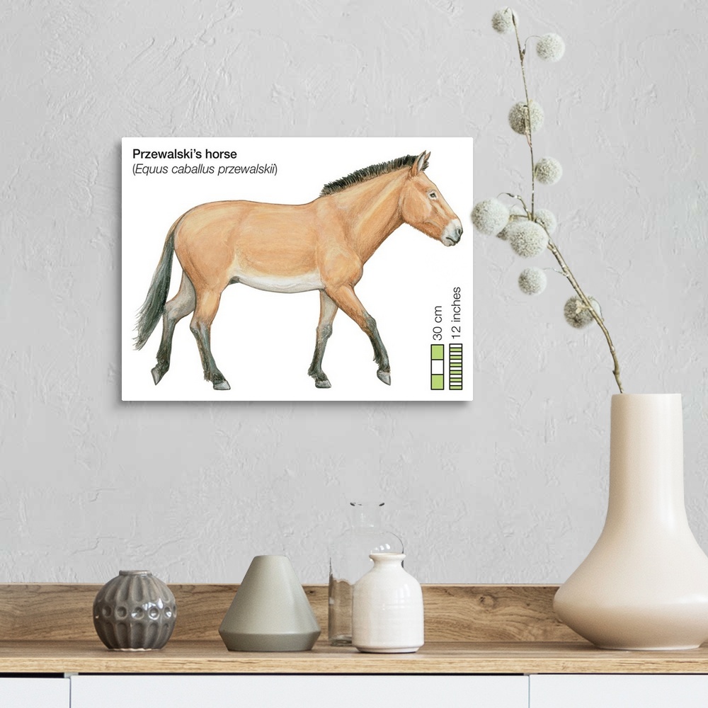 A farmhouse room featuring Przewalski's Horse (Equus Caballus Przewalskii)