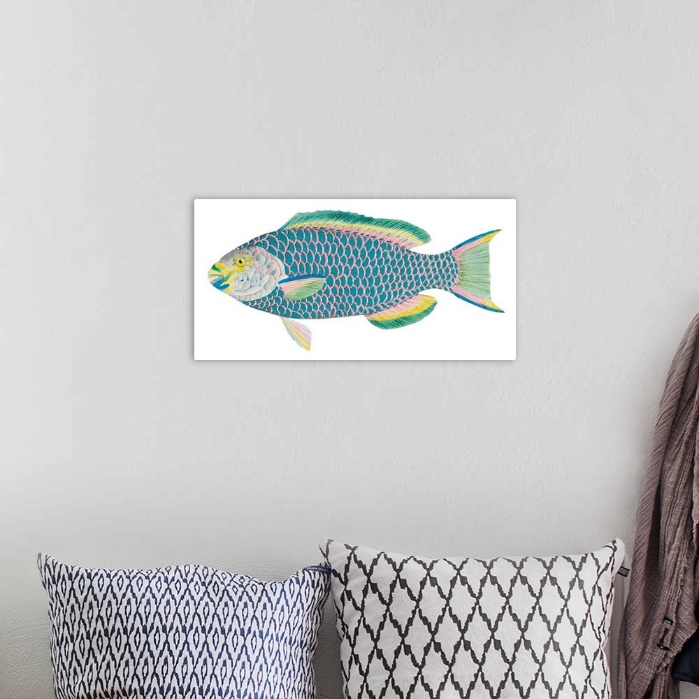A bohemian room featuring Queen Parrot Fish (Scarus Vetula)