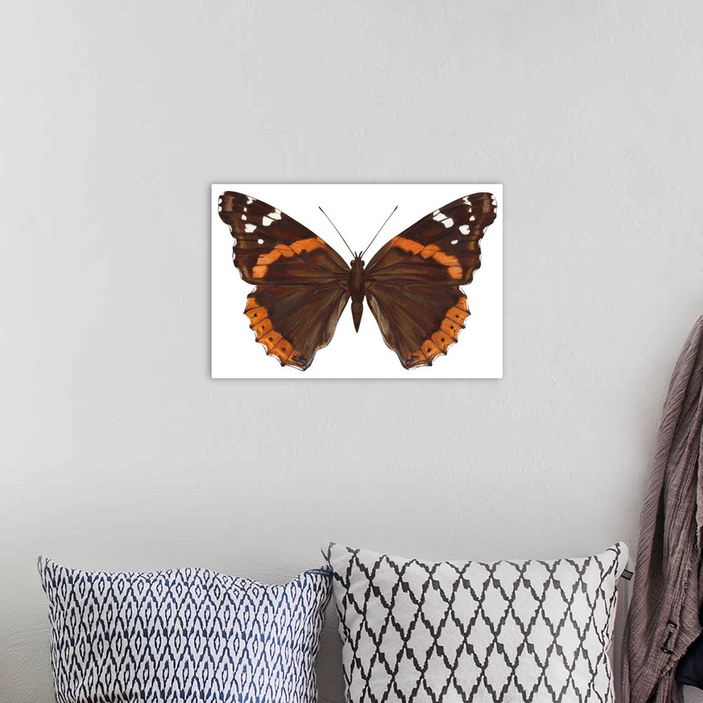 A bohemian room featuring Red Admiral Butterfly (Vanessa Atalanta)