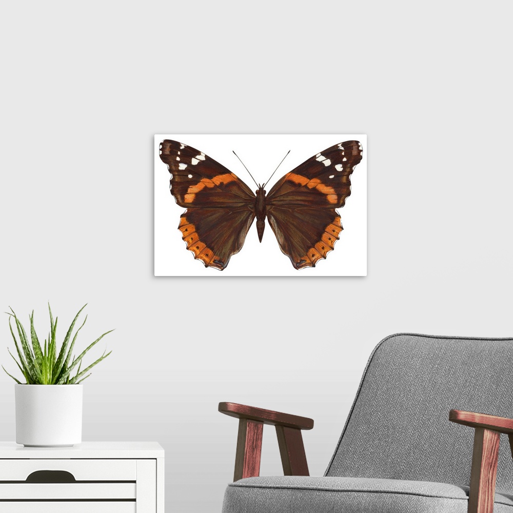 A modern room featuring Red Admiral Butterfly (Vanessa Atalanta)