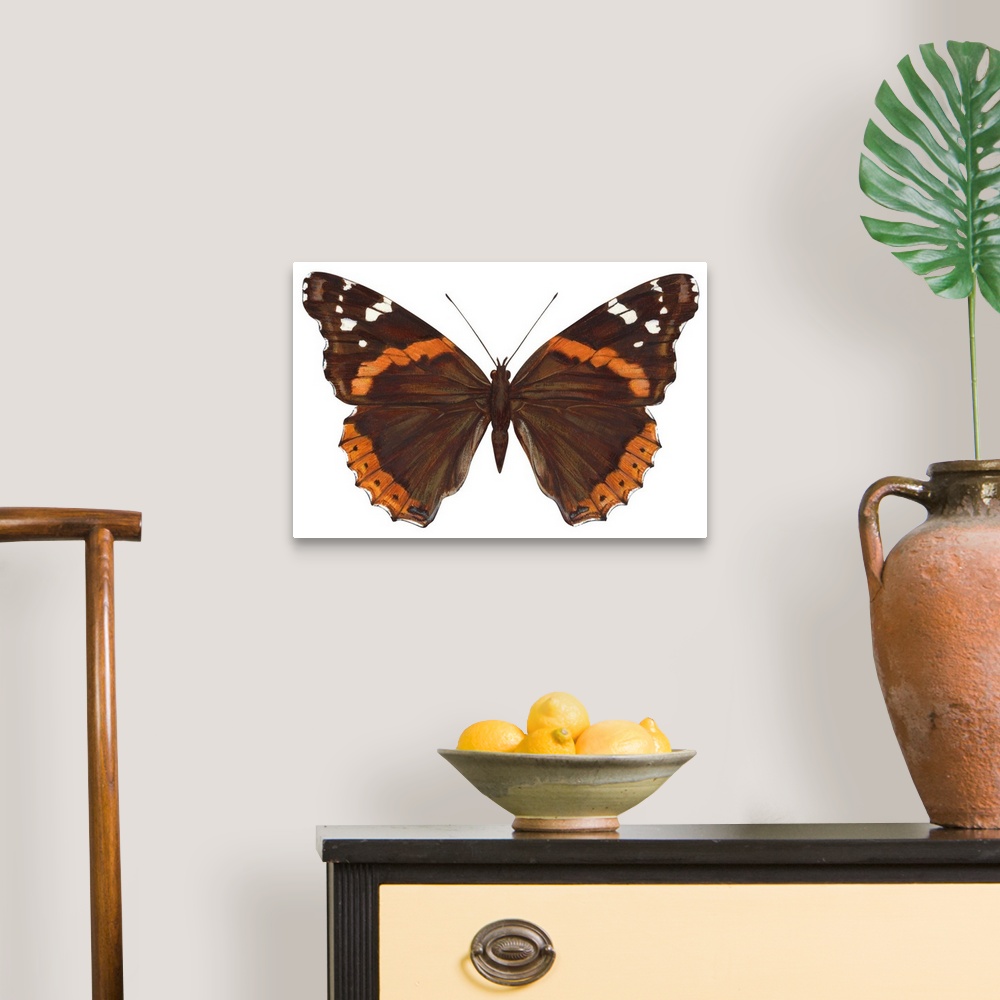 A traditional room featuring Red Admiral Butterfly (Vanessa Atalanta)