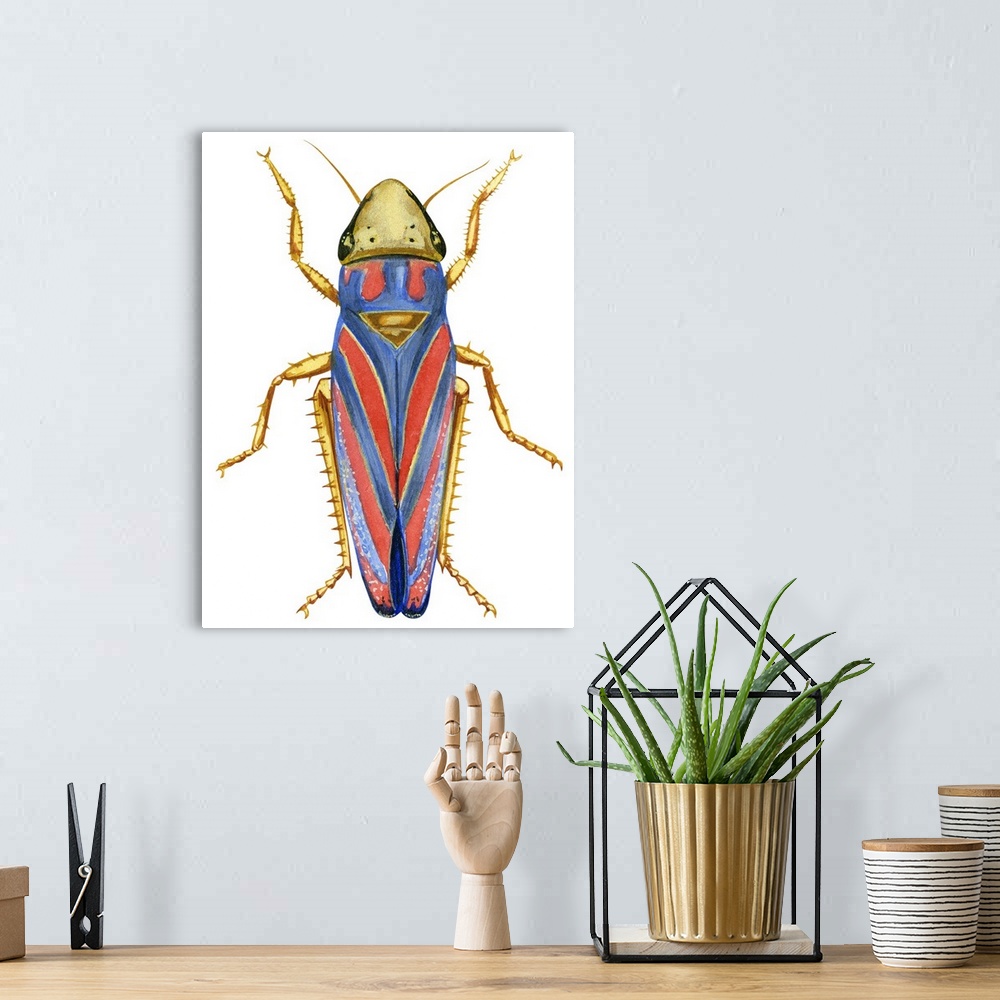 A bohemian room featuring Red-Banded Leafhopper (Graphocephala Coccinea)