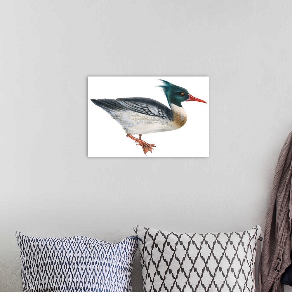A bohemian room featuring Educational illustration of the red-breasted merganser.