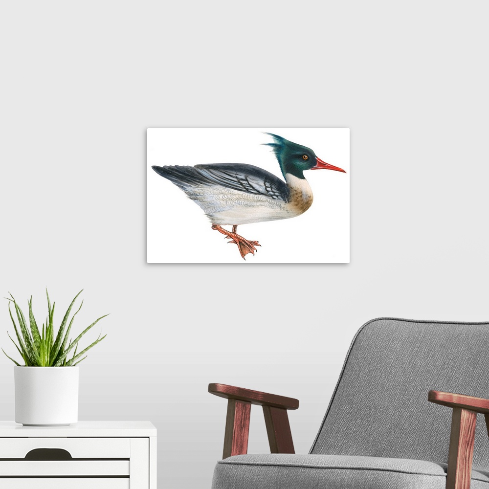 A modern room featuring Educational illustration of the red-breasted merganser.
