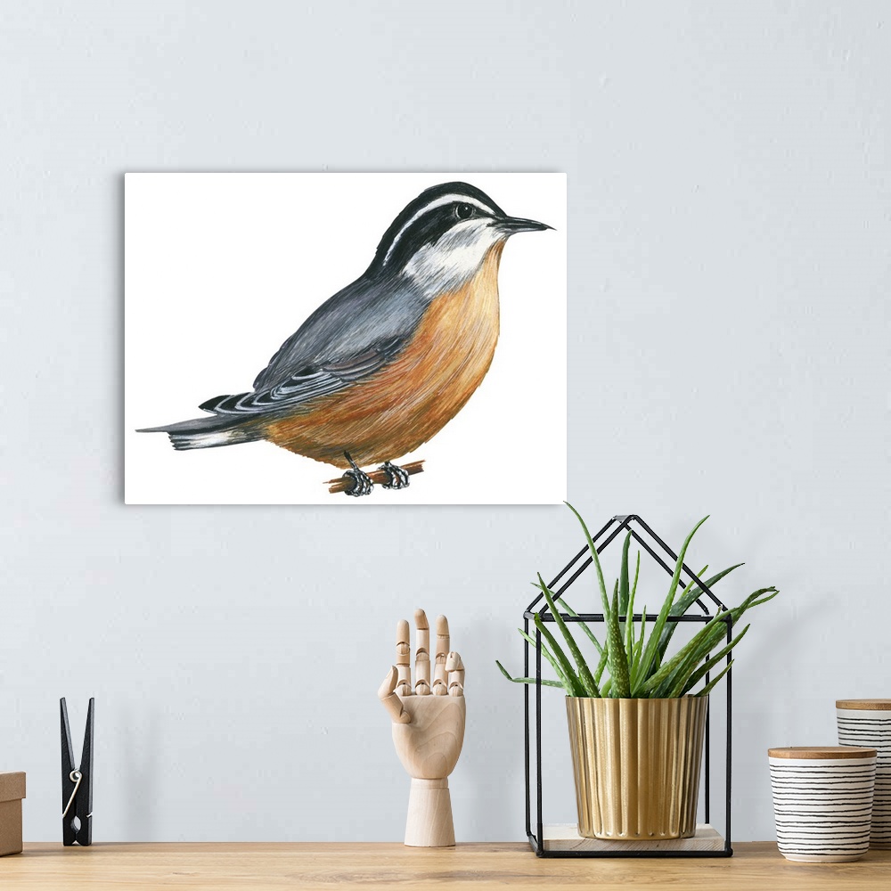 A bohemian room featuring Educational illustration of the red-breasted nuthatch.
