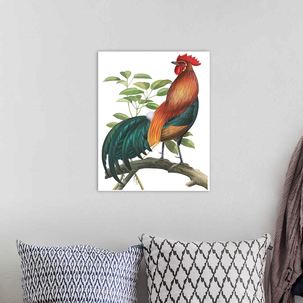 A bohemian room featuring Educational illustration of the red jungle fowl.