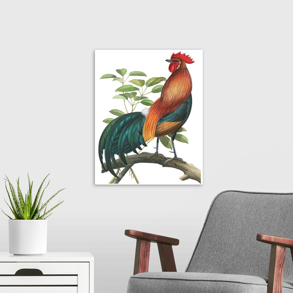 A modern room featuring Educational illustration of the red jungle fowl.