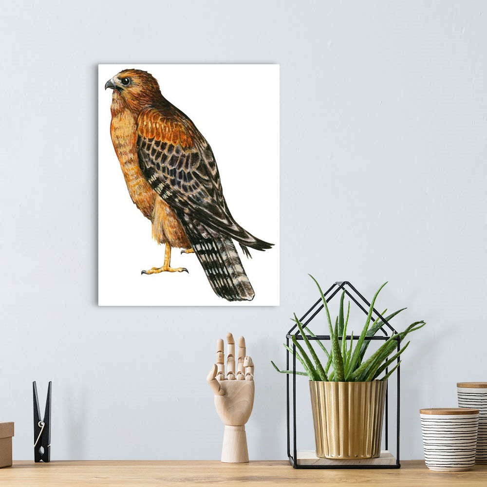 A bohemian room featuring Educational illustration of the red-shouldered hawk.