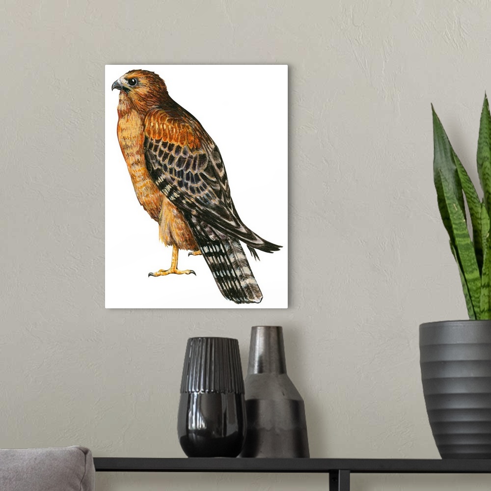 A modern room featuring Educational illustration of the red-shouldered hawk.