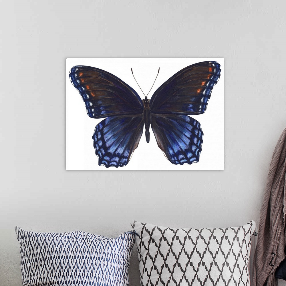 A bohemian room featuring Red-Spotted Purple Butterfly (Basilarchia Astyanax)
