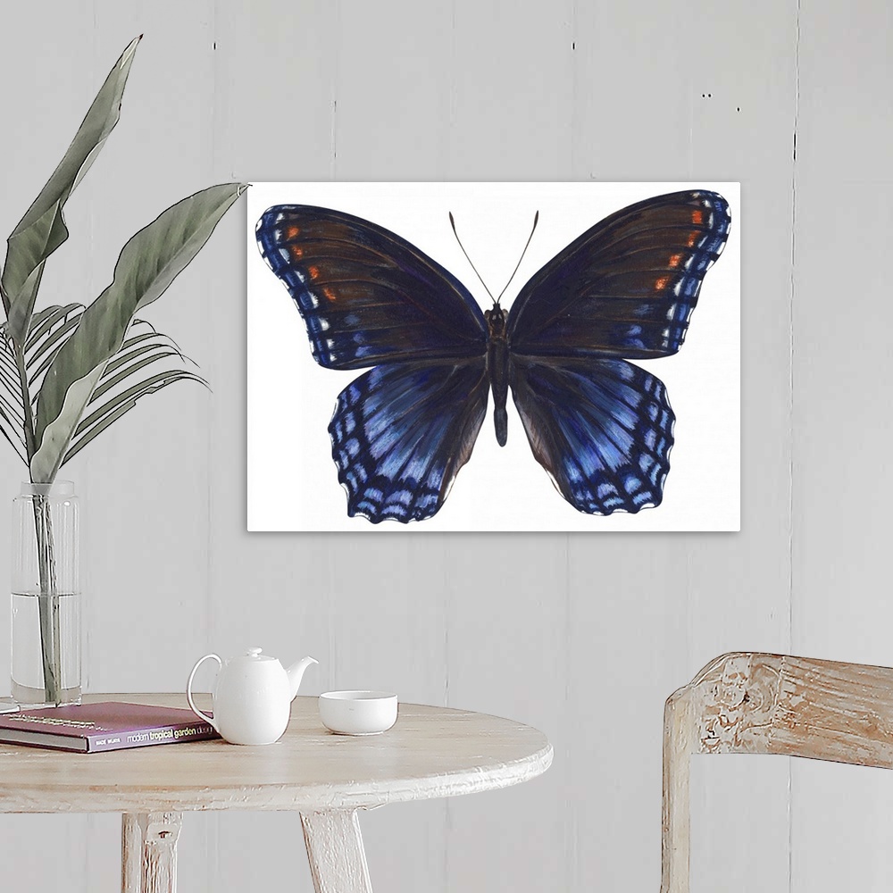 A farmhouse room featuring Red-Spotted Purple Butterfly (Basilarchia Astyanax)