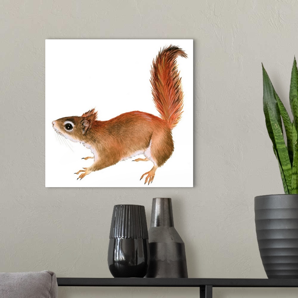A modern room featuring Red Squirrel (Sciurus Vulgaris)