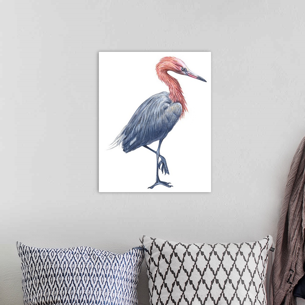 A bohemian room featuring Educational illustration of the reddish egret.