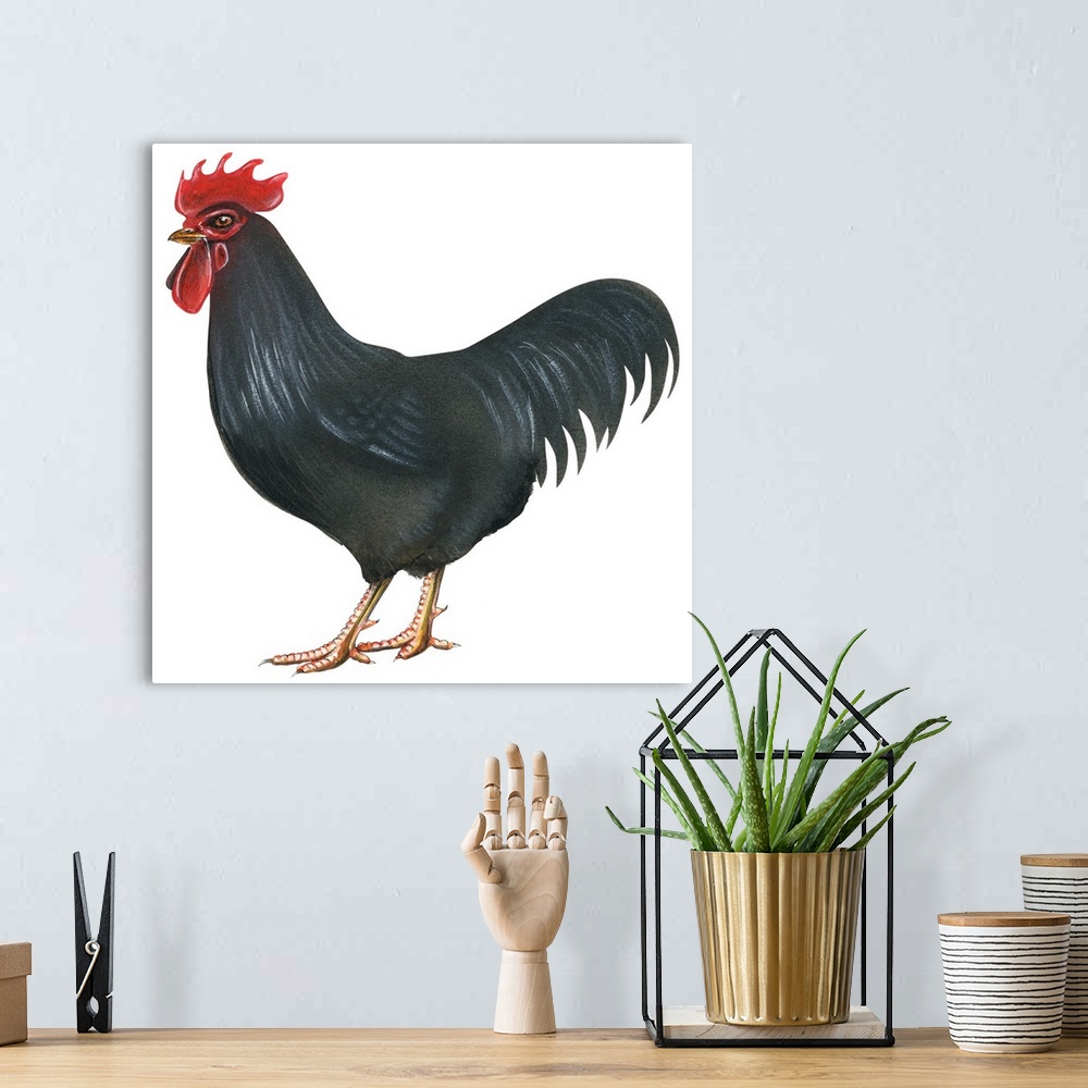 A bohemian room featuring Educational illustration of the Rhode Island red.