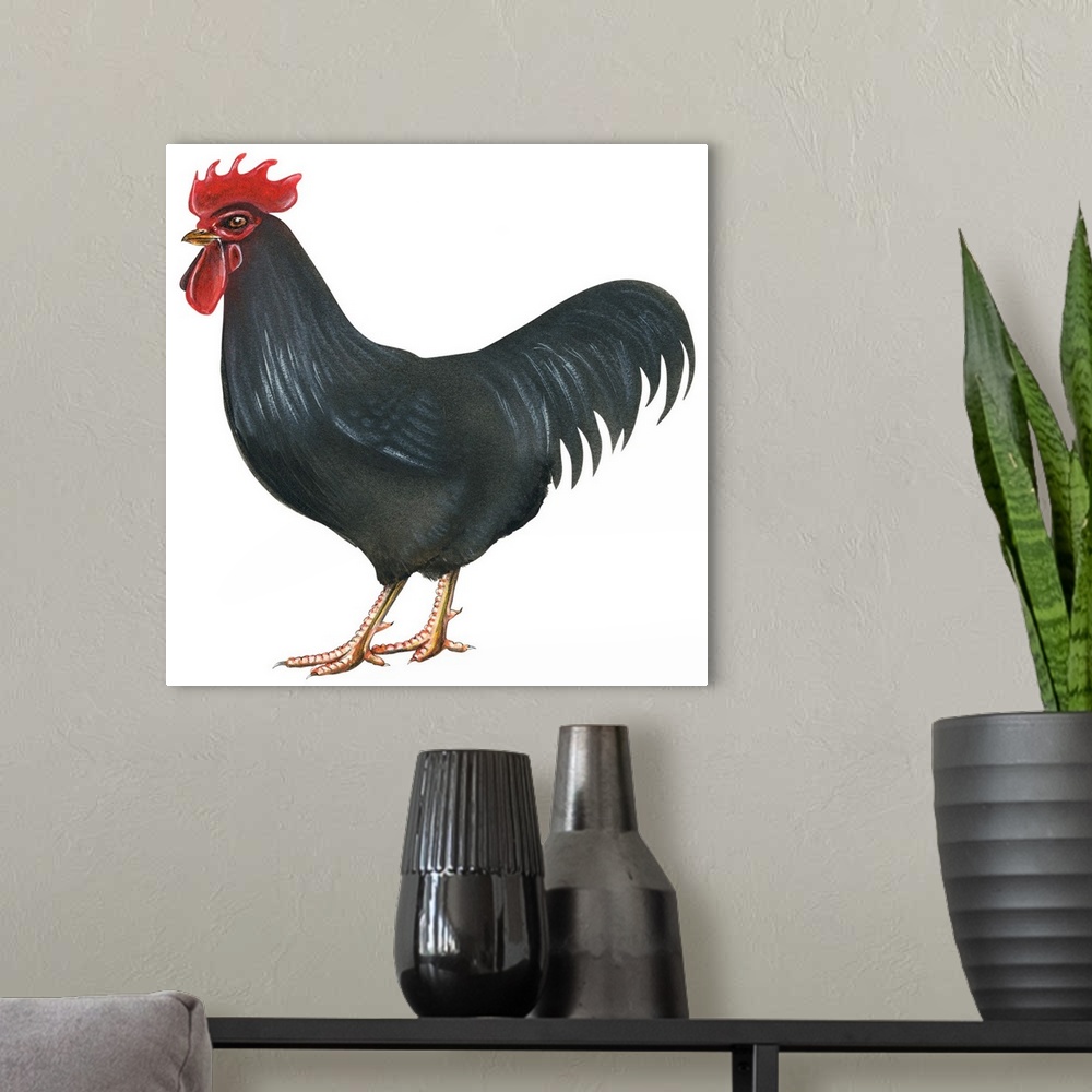 A modern room featuring Educational illustration of the Rhode Island red.