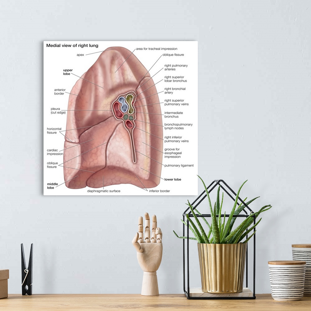 A bohemian room featuring Right lung - medial view. respiratory system