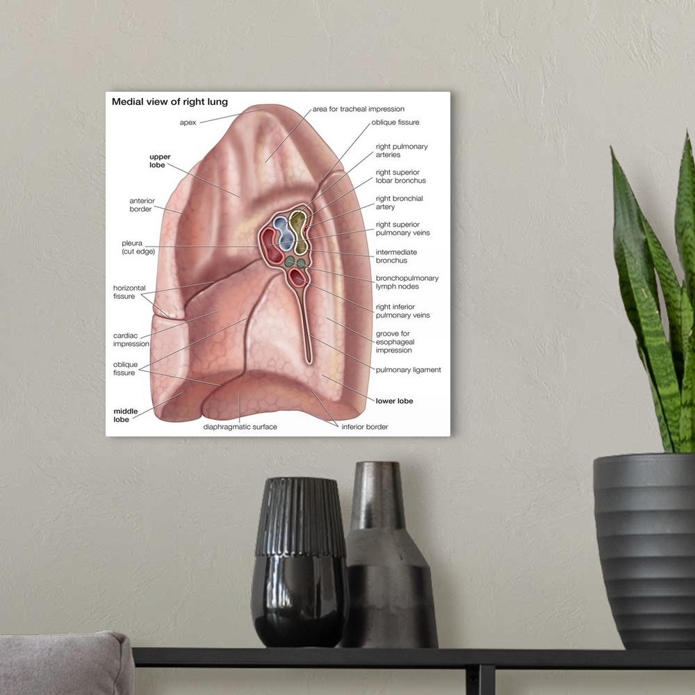 A modern room featuring Right lung - medial view. respiratory system