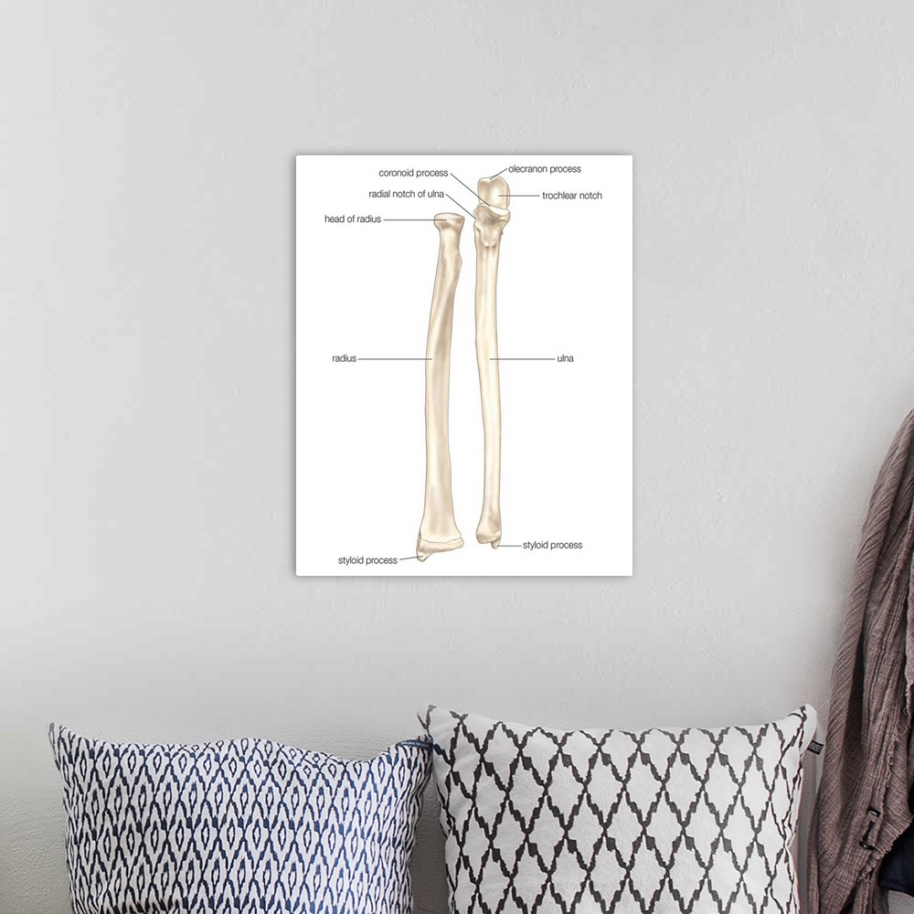 A bohemian room featuring Right radius and ulna bones in supination - anterior view. skeletal system