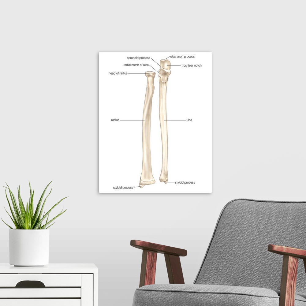 A modern room featuring Right radius and ulna bones in supination - anterior view. skeletal system