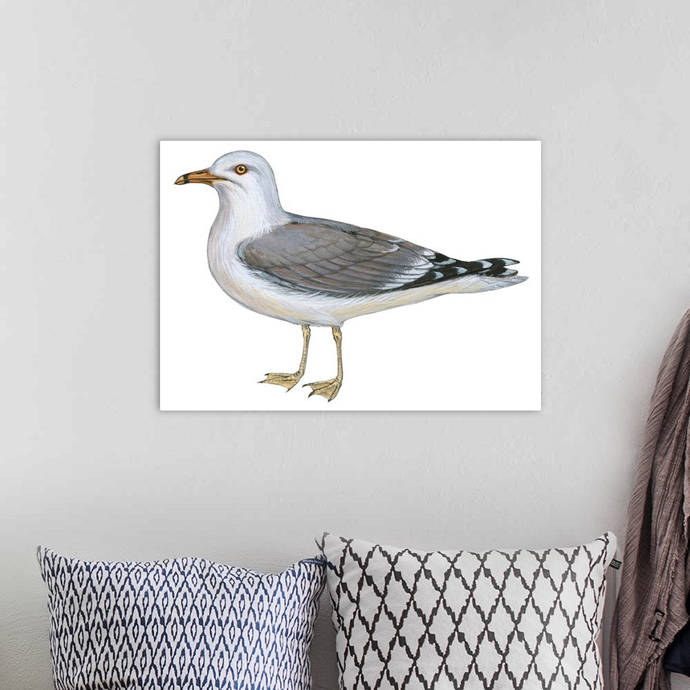 A bohemian room featuring Educational illustration of the ring-billed gull.