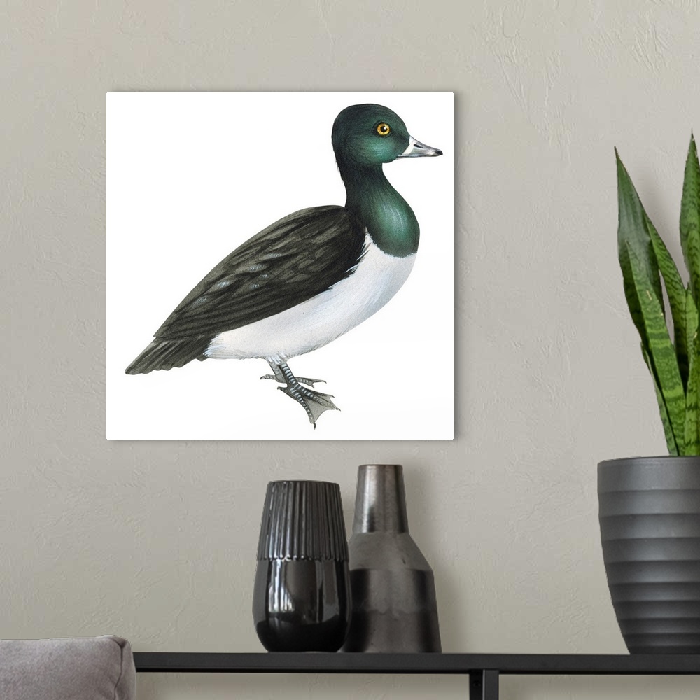 A modern room featuring Educational illustration of the ring-necked duck.