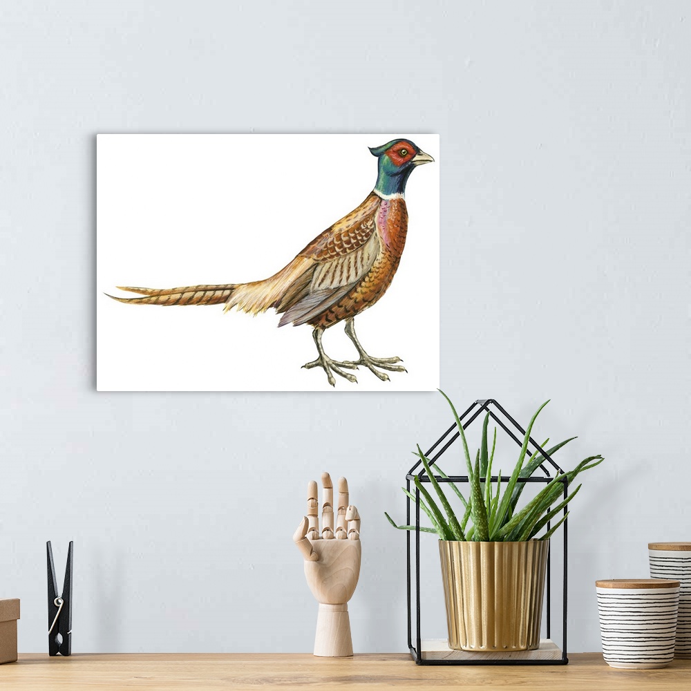 A bohemian room featuring Educational illustration of the ring-necked pheasant.
