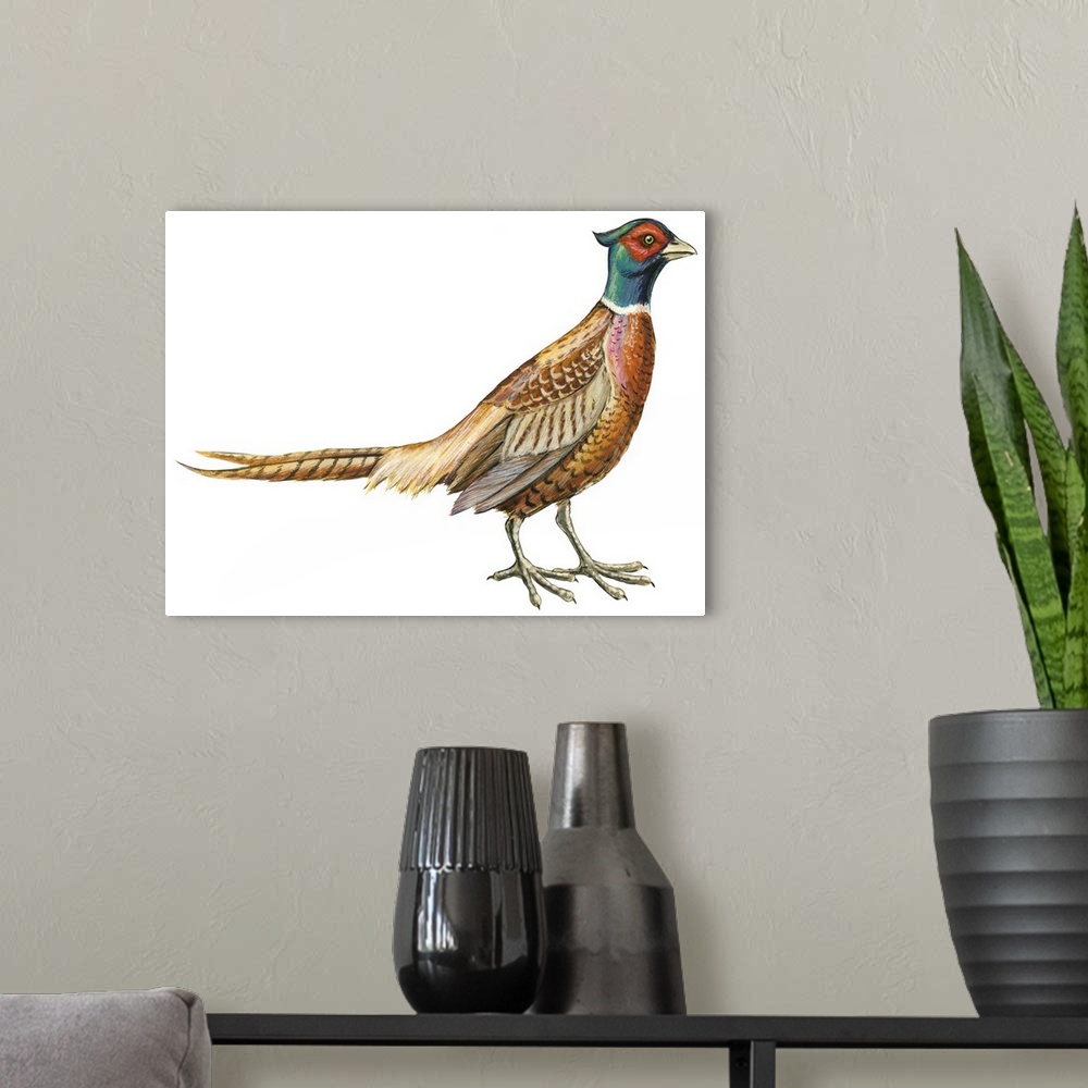 A modern room featuring Educational illustration of the ring-necked pheasant.