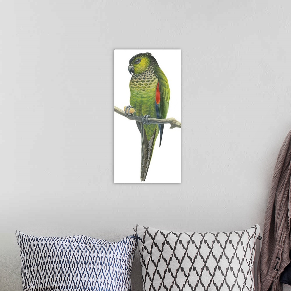 A bohemian room featuring Educational illustration of the rock parakeet.