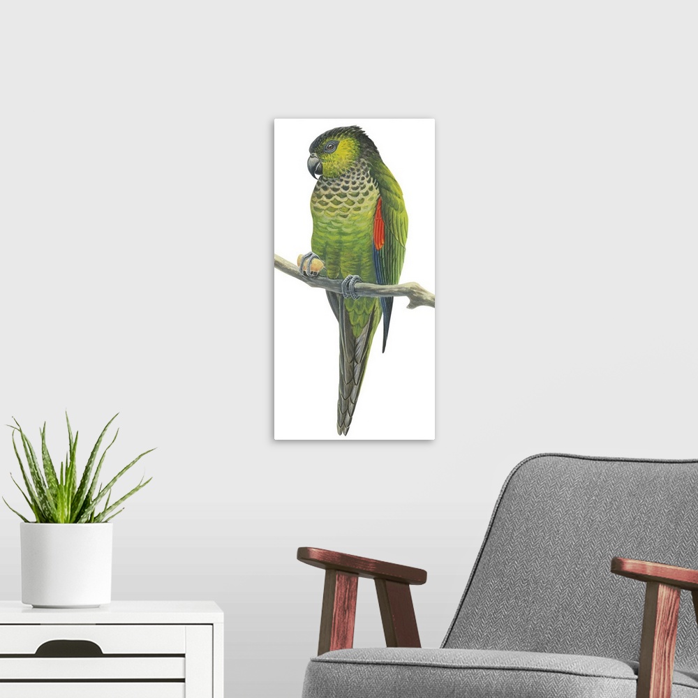 A modern room featuring Educational illustration of the rock parakeet.
